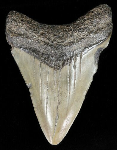 Juvenile Megalodon Tooth - South Carolina #52956